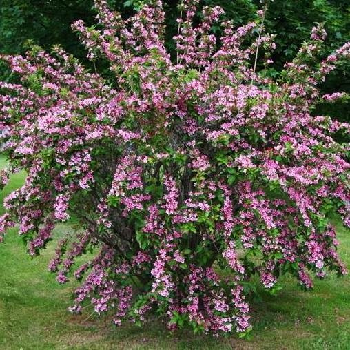 Висок зимоустойчив храст Сорт Weigela Rosea