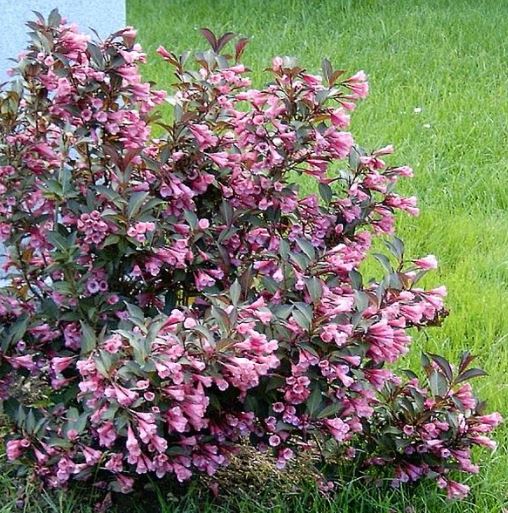 Храст Weigela Rosea