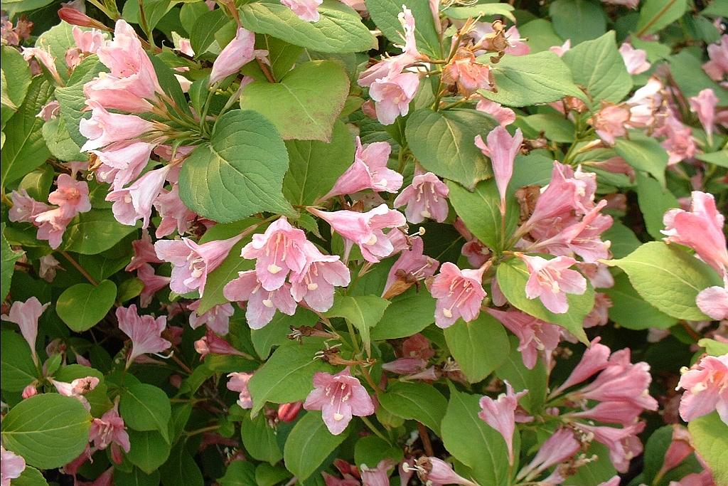 Цъфтяща Вайгела