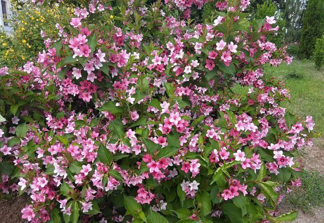 Храст от цъфтяща Weigela Rosea