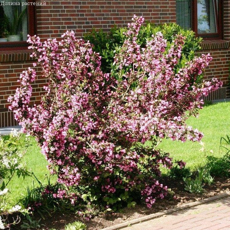 Рамкиране на пътека