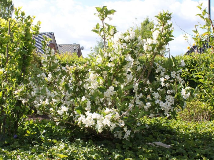 Χιόνι Weigela Ποικιλία Bristol Snowflake