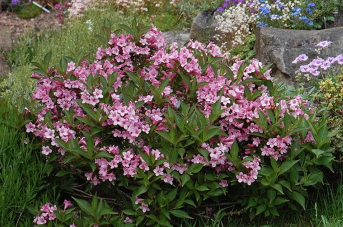 Разнообразие Розов Попет