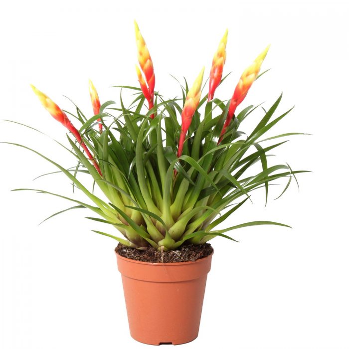 Врийсиа Шанън