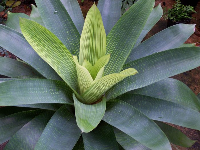 Шахматна дъска на Вриезеа