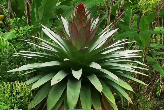 Вриезеа майор