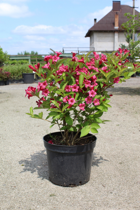 Ποικιλία Bristol Ruby σε γλάστρα