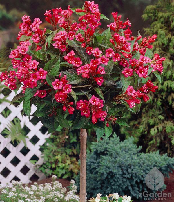 Ποικιλία Weigela Σχηματισμός Bristol Ruby