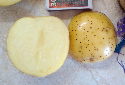 Сорт Каратоп