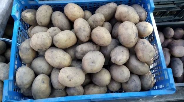 Картофи Каратоп в кутия