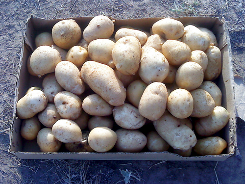 Сорт картофи Каратоп