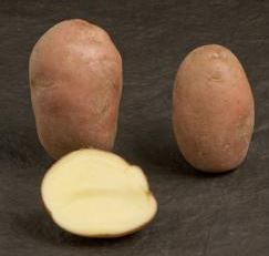 Клубени от сорта Аксона