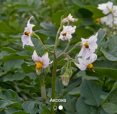Цветя от сорта Аксона