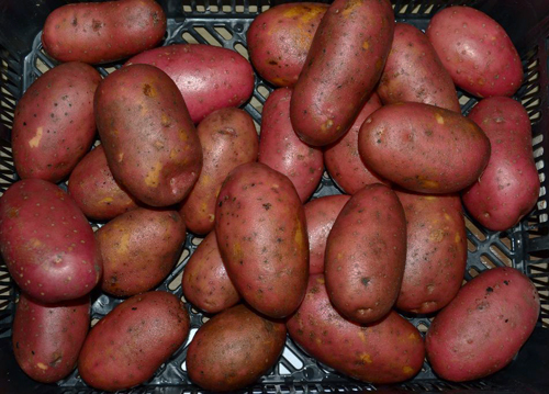 Клубени от сорта Лаура