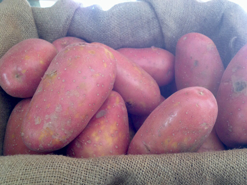 Клубени от сорта Лаура