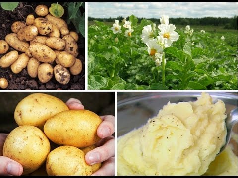 Бял сорт Адрета