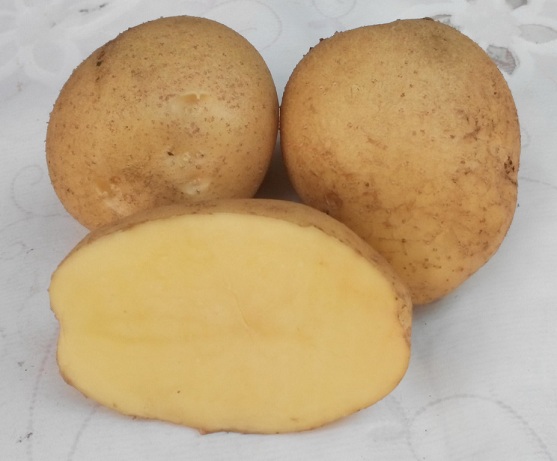 Напречно сечение на грудка от сорта Adretta