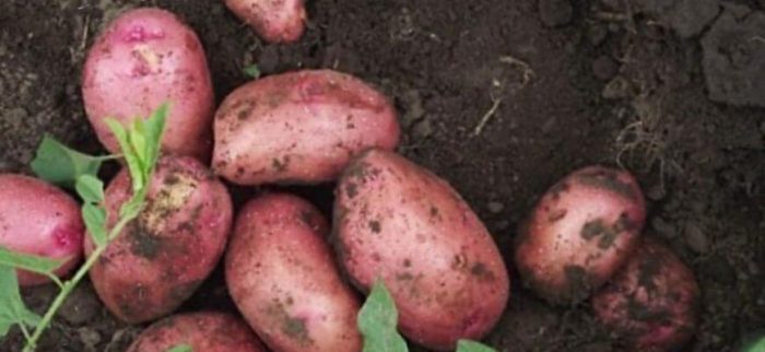 Картофени клубени Агнес Сорт картофи Агнес