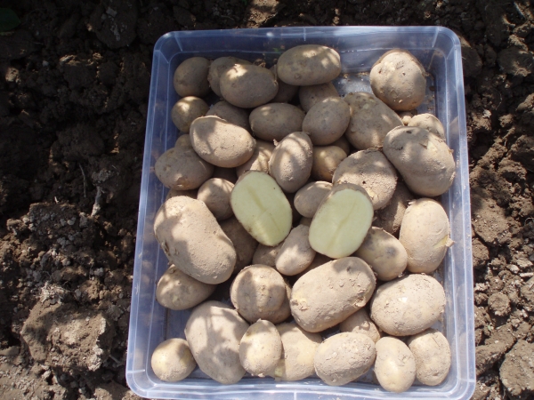 Картофи Ayr of Jura