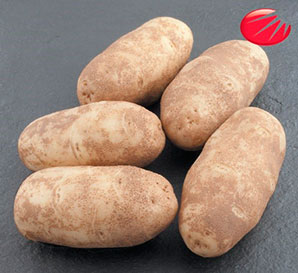Картофи Ivory Russet
