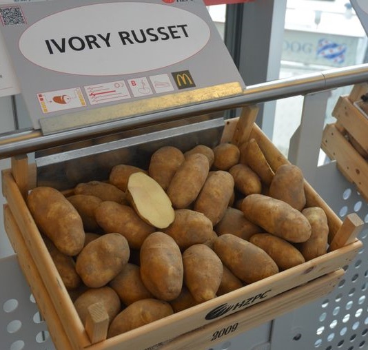 Семенен материал от сорта „Ivory Russet“