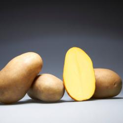 Клубени от сорта Аксения в разрез