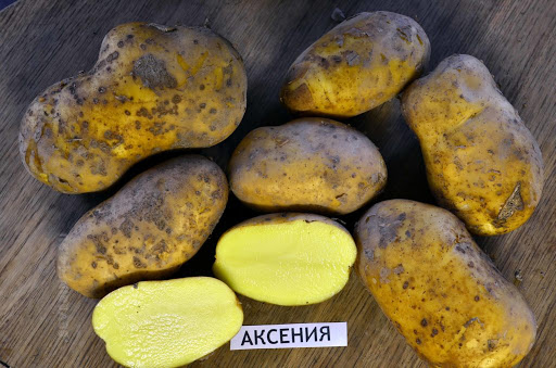 Картофена Аксения