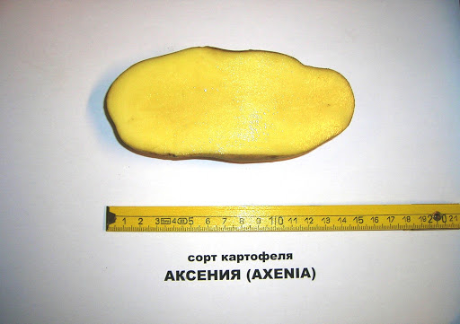 Измерване на грудка от сорта Аксения