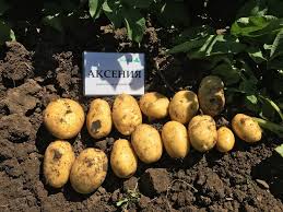 Семенен материал