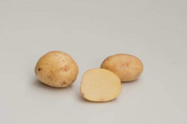 Албатрос Картоф