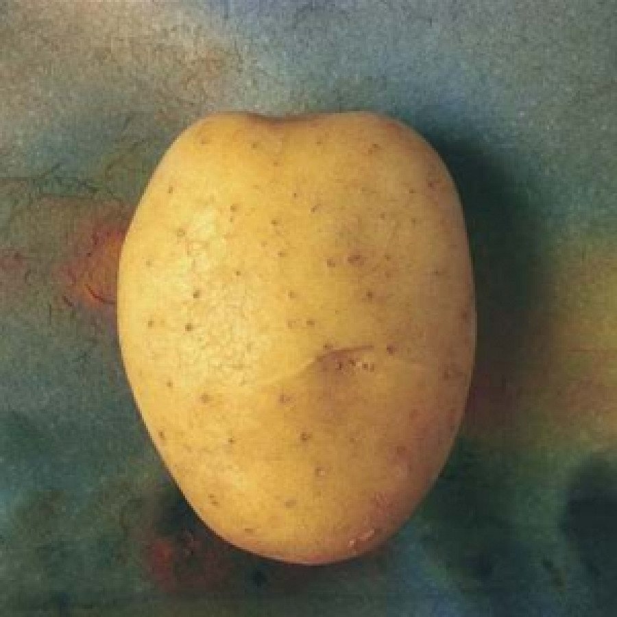 Грудков албатрос