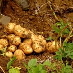 Реколта от сорт Албатрос