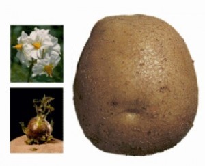 Цветя и грудки от сорта Албатрос