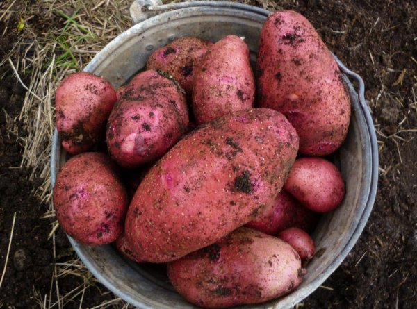 Картофи Алена в торба