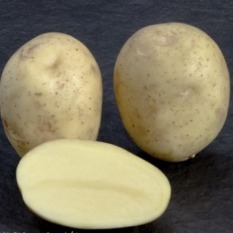 Клубени от сорта Алмера