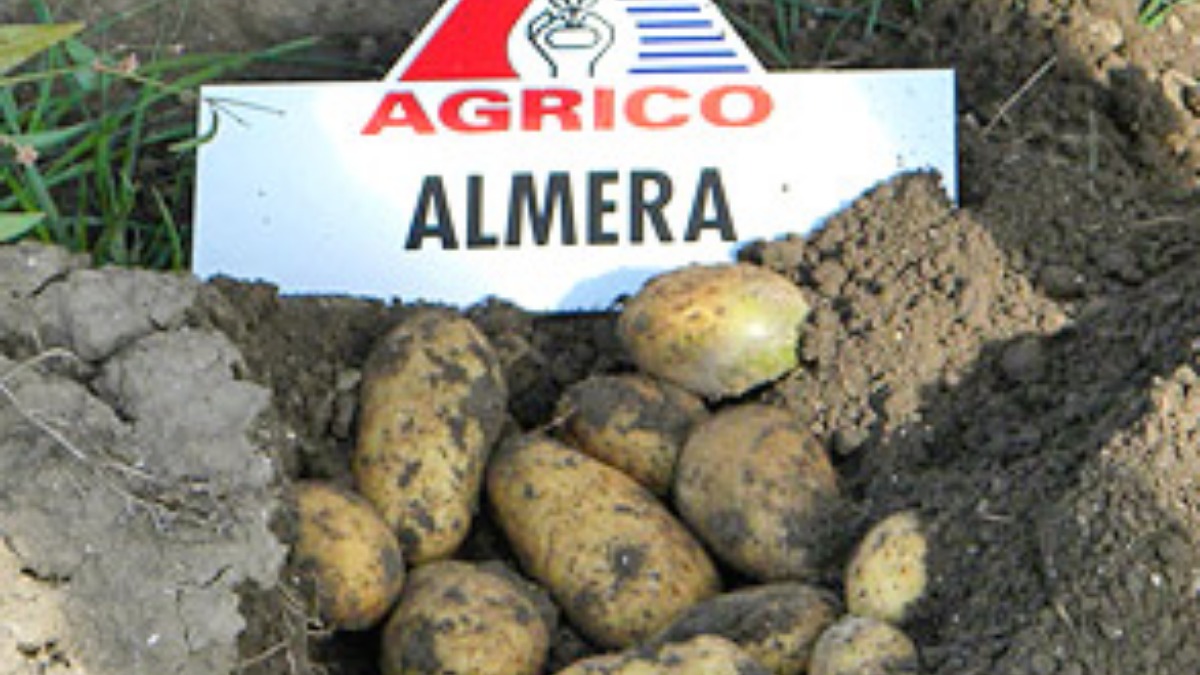 Семенен материал от сорта Алмера