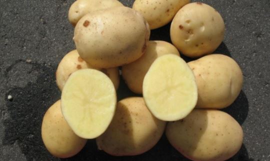 Картофи Аноста