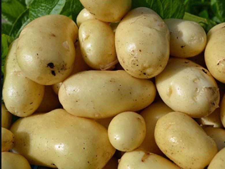 Клубени от сорта картофи Аноста