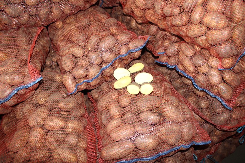 Реколта от сорта Антонина