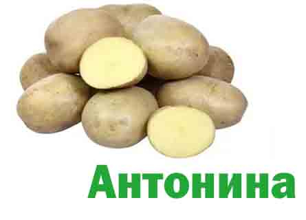 Сорт Антонина