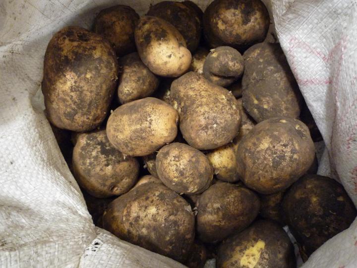Картофите на Антонина