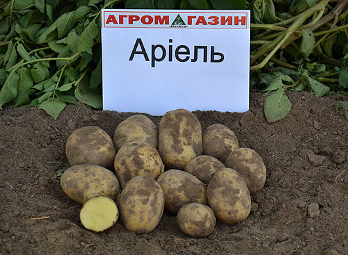 Семенен материал