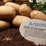 Семенен материал от сорта Аризона