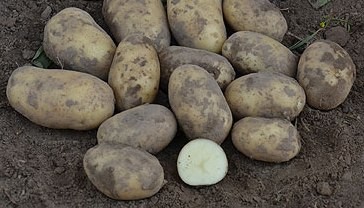 Картофи със стрели