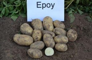 Разнообразие от стрели