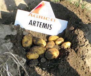 Семенен материал на плевел Artemis