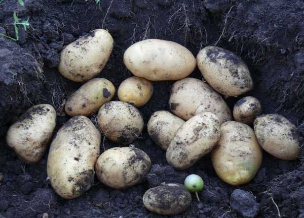 Картофи Артемис от храста