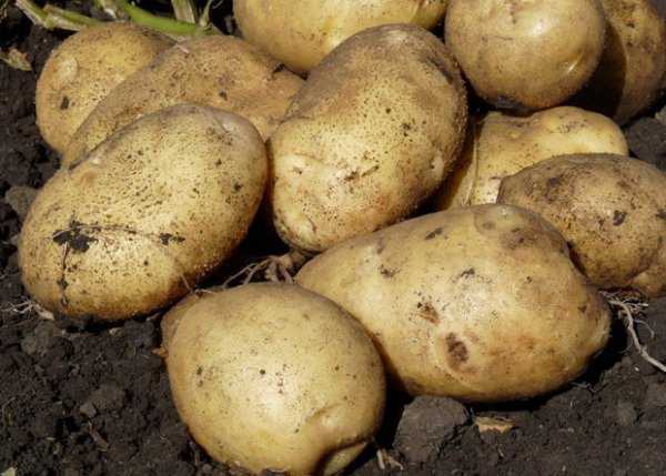 Картофи Артемис