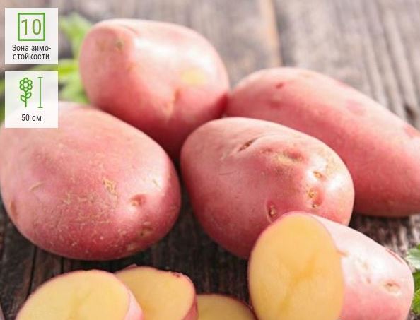 Розови грудки