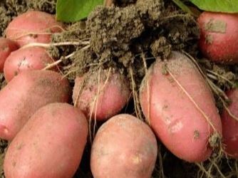 Голям розов сорт